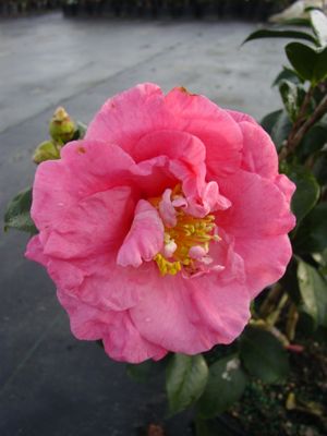 Camellia Lady Clare